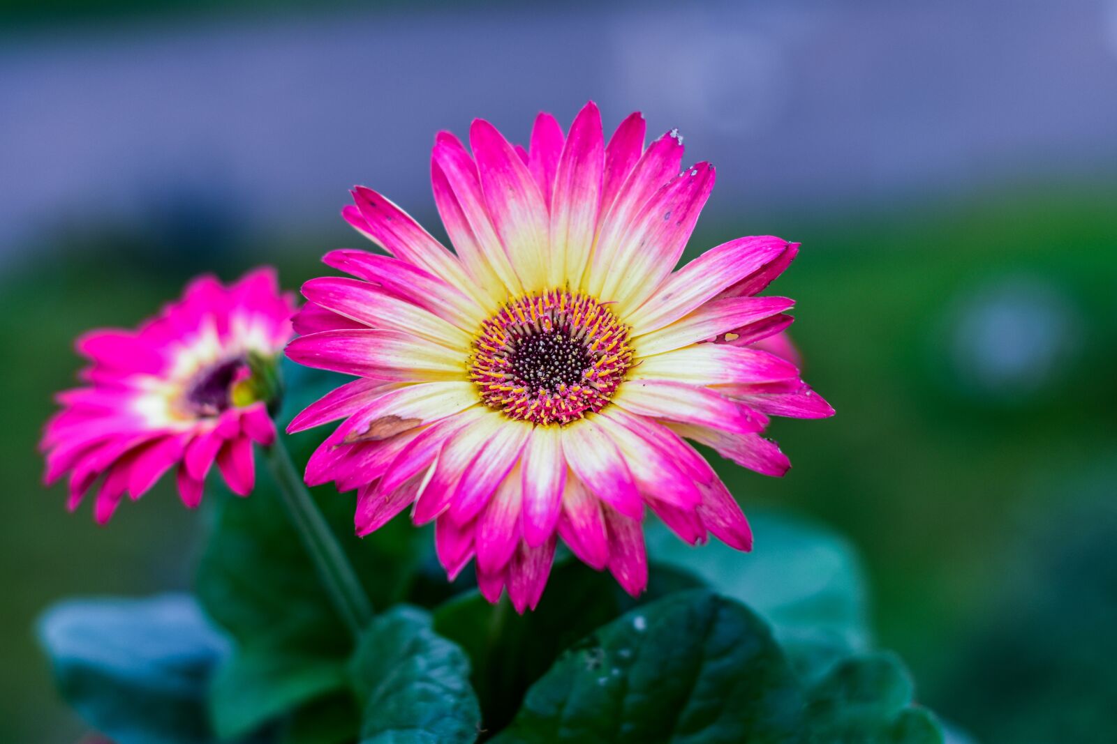 Nikon D3400 sample photo. Beautiful flower, g rbela photography