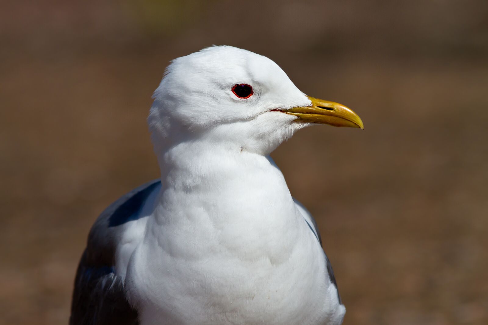 Canon EOS 7D + Canon EF 300mm F4L IS USM sample photo. Seagull, mew, cam photography