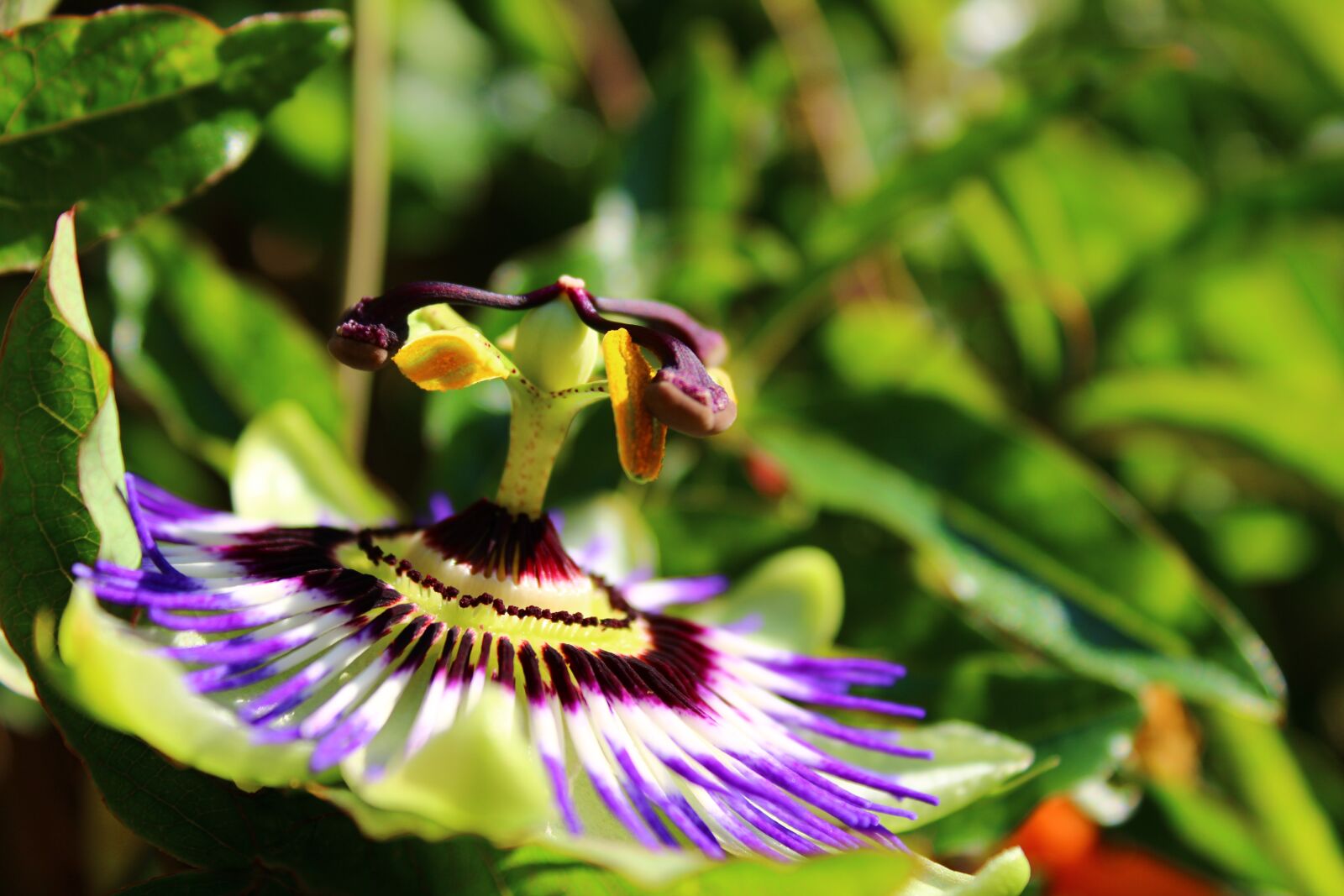 Canon EOS 2000D (EOS Rebel T7 / EOS Kiss X90 / EOS 1500D) sample photo. Flower, passion flower, feeling photography