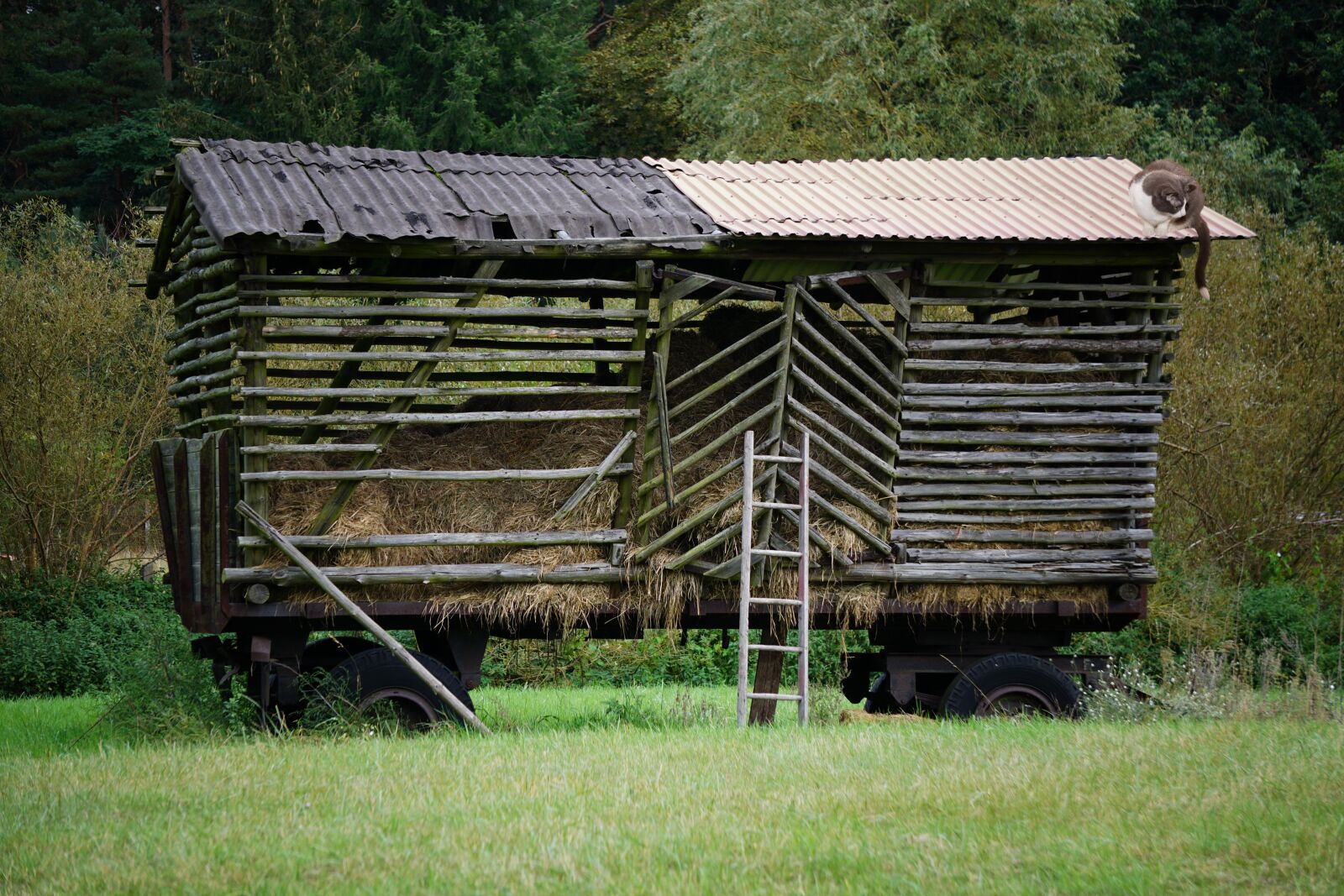 Sony E 55-210mm F4.5-6.3 OSS sample photo. Hay wagon, hay, dare photography
