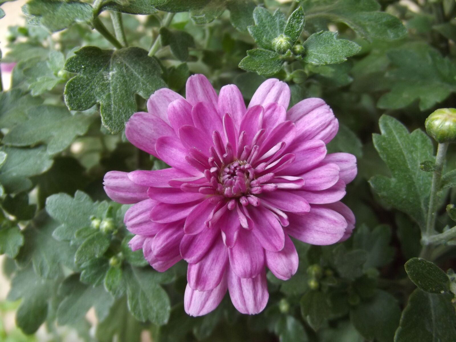 Fujifilm FinePix S2980 sample photo. Flower, chrysanthemum, purple photography