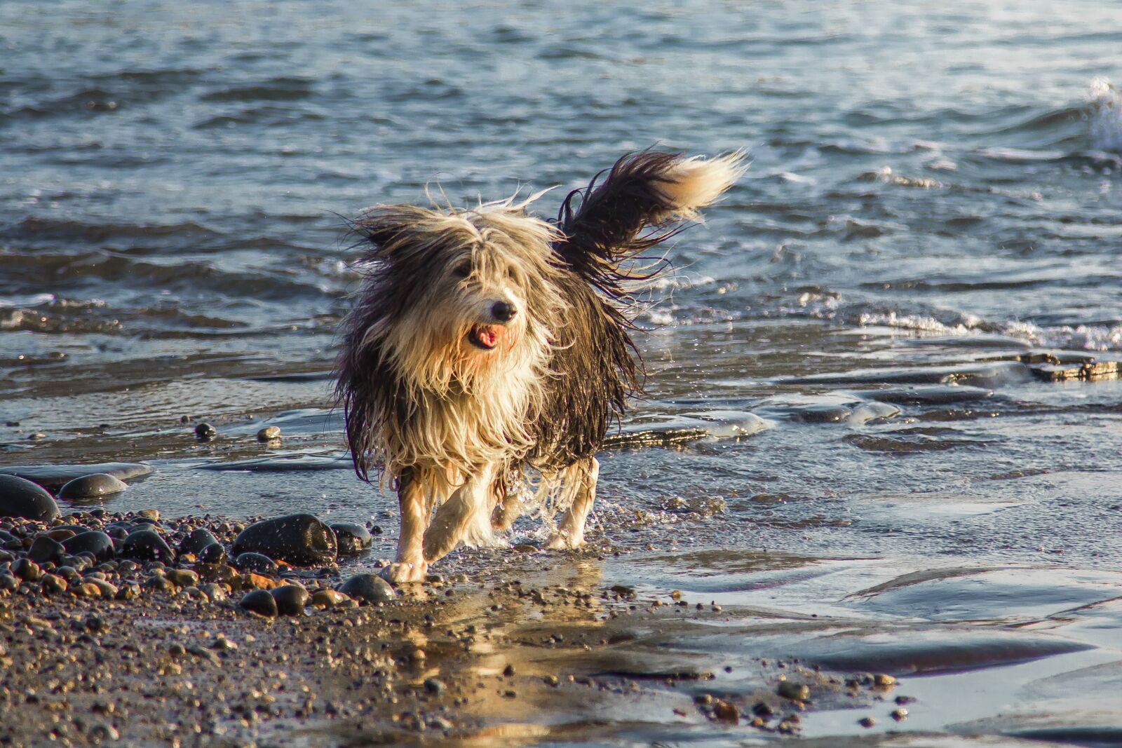 Canon EOS 60D + Canon EF 24-105mm F4L IS USM sample photo. Dog, freedom, water photography