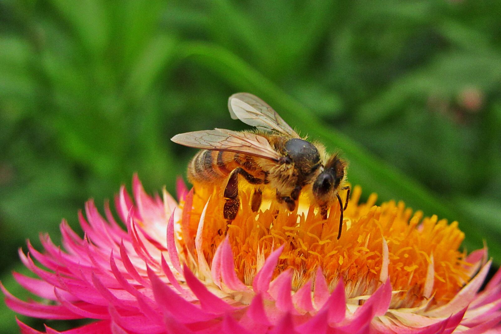 Canon PowerShot SX610 HS sample photo. Bee, bees, pollen photography