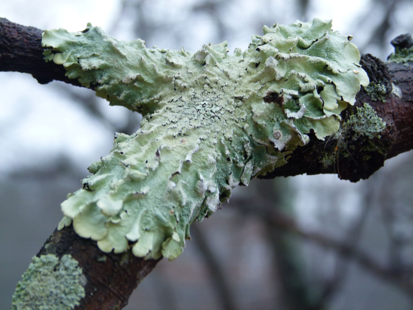 Panasonic Lumix DMC-FZ100 sample photo. Lichen, fungus, nature photography