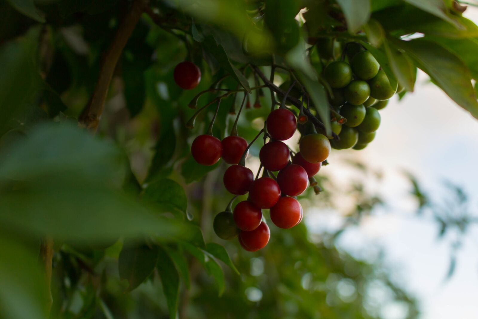 Canon EOS 750D (EOS Rebel T6i / EOS Kiss X8i) sample photo. Fruits, red, green photography