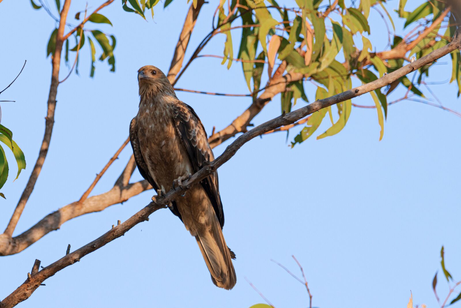 Canon EOS 80D sample photo. Birds, wildlife, animals photography