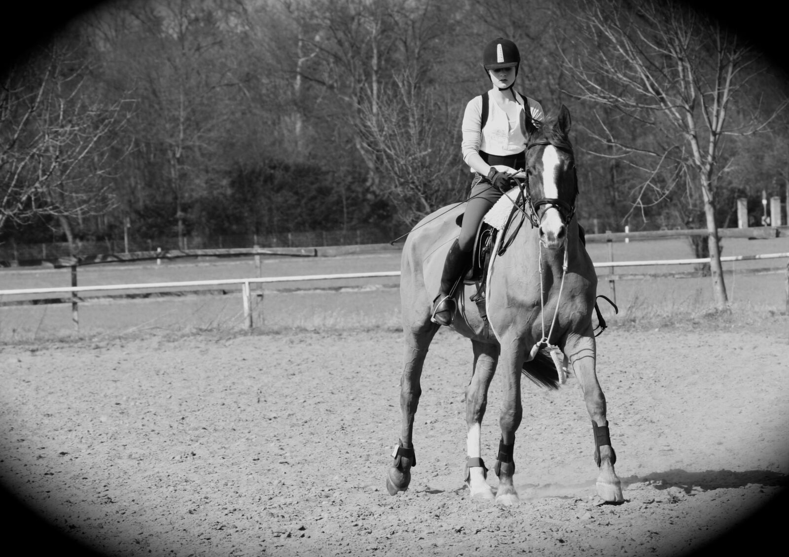 Canon EOS 1000D (EOS Digital Rebel XS / EOS Kiss F) sample photo. Black, white, dark, horse photography
