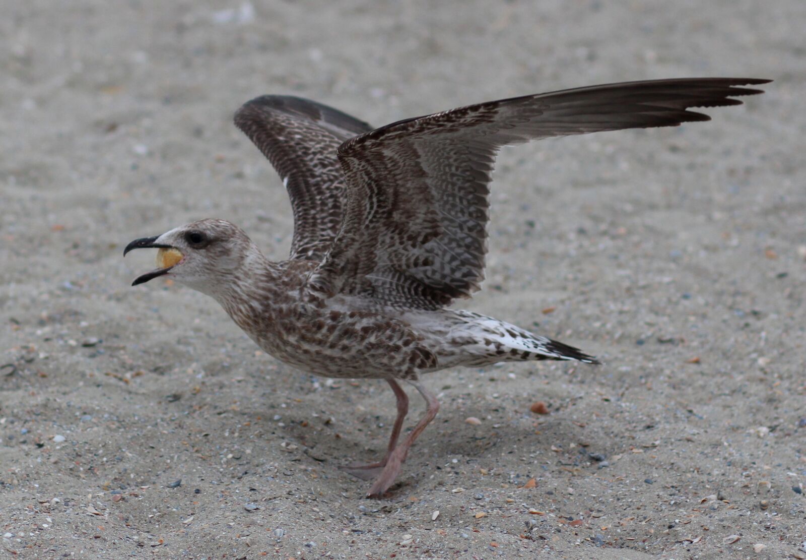 Canon EOS 700D (EOS Rebel T5i / EOS Kiss X7i) + Canon EF 85mm F1.8 USM sample photo. Seagull, wings, birds photography