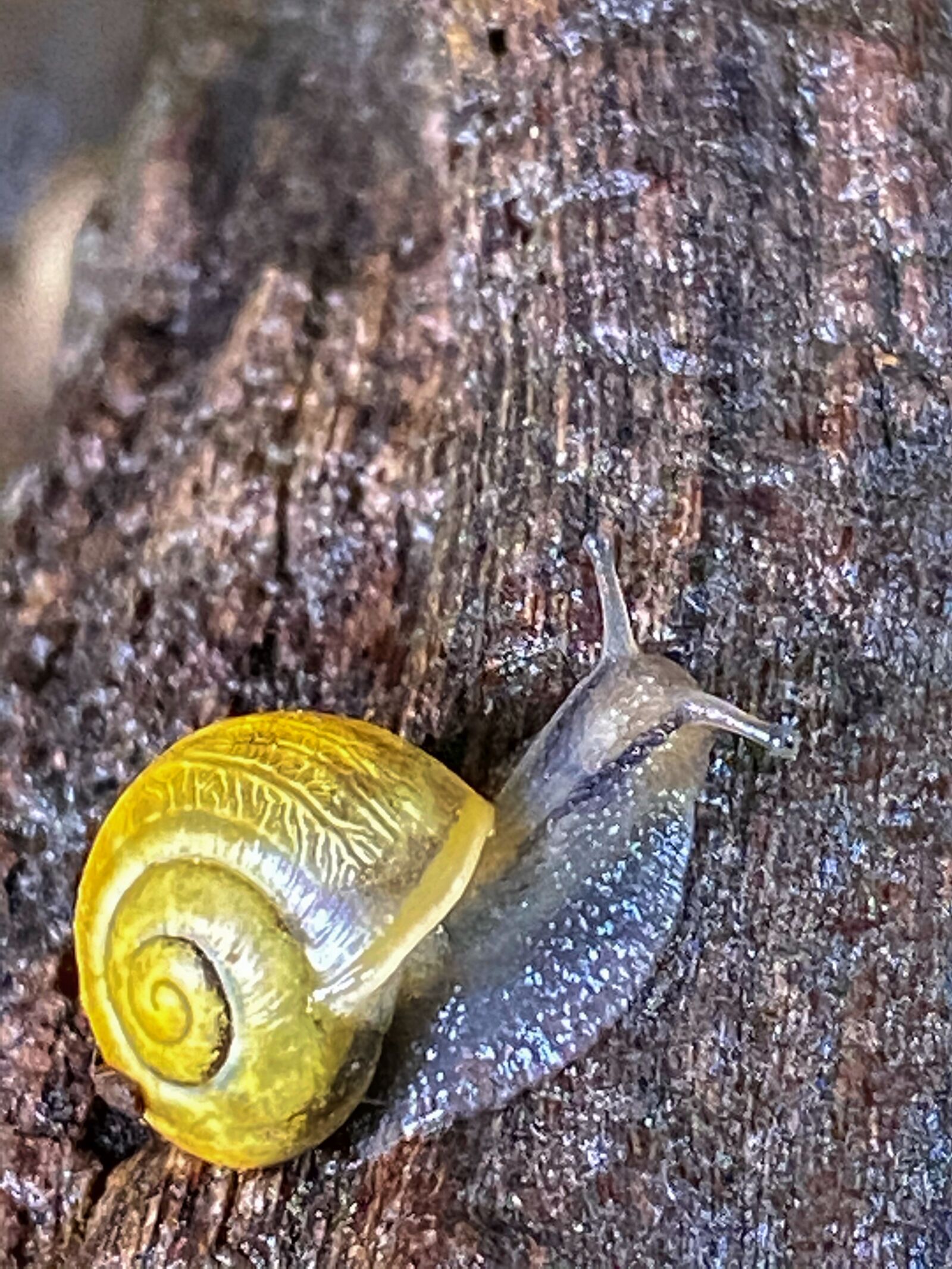 Apple iPhone 11 Pro Max sample photo. Snail, nature, mollusk photography