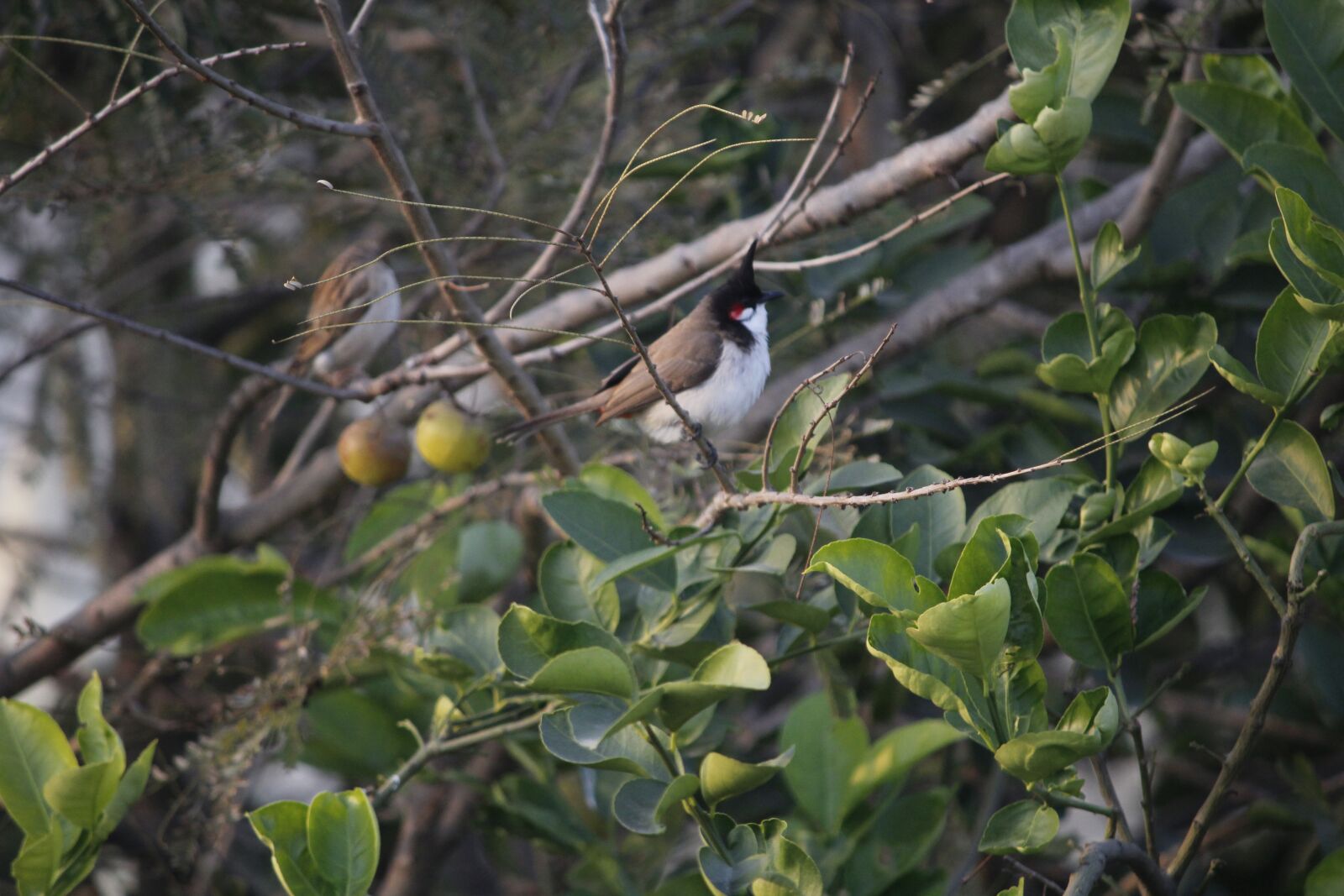 Canon EOS 1200D (EOS Rebel T5 / EOS Kiss X70 / EOS Hi) sample photo. Birds, nature, fly photography