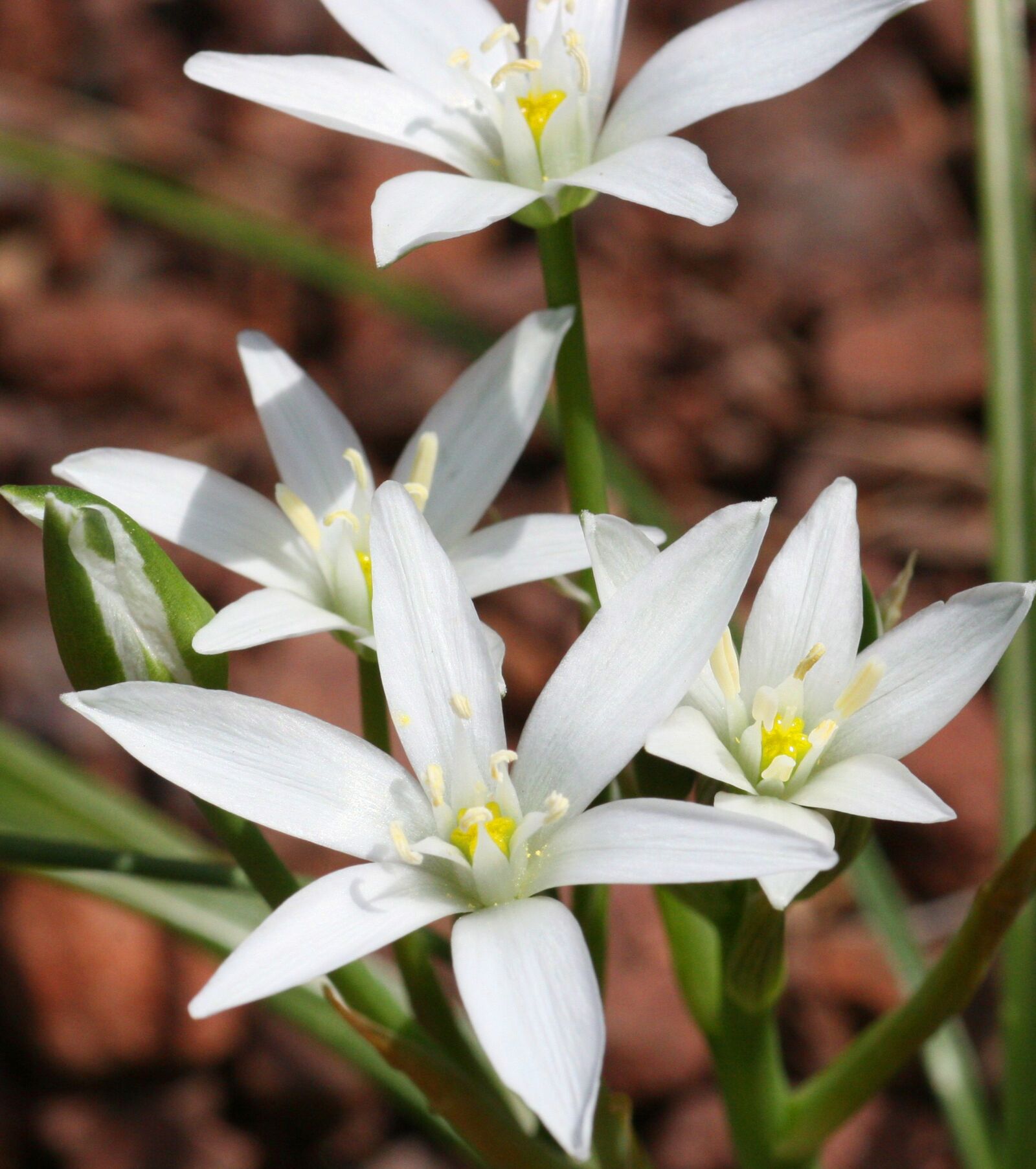 Canon EOS 30D sample photo. Ornithogale, mountain, flower photography