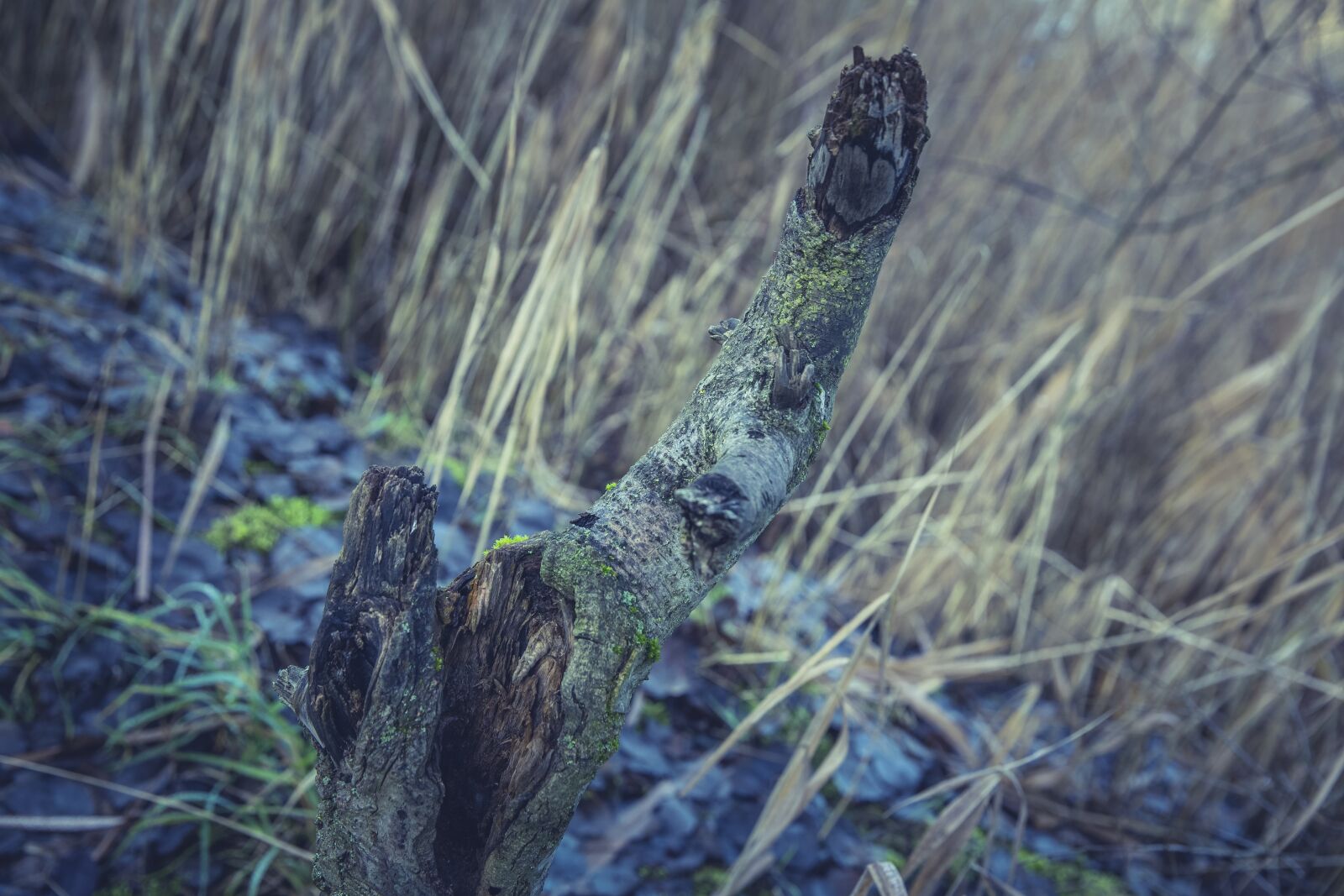 Canon EF 24-70mm F2.8L II USM sample photo. Forest, tree, nature photography