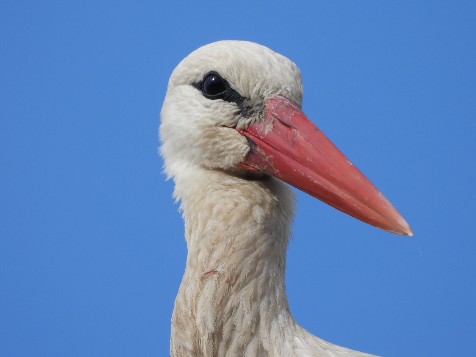 Nikon Coolpix P1000 sample photo. Stork, the head of photography