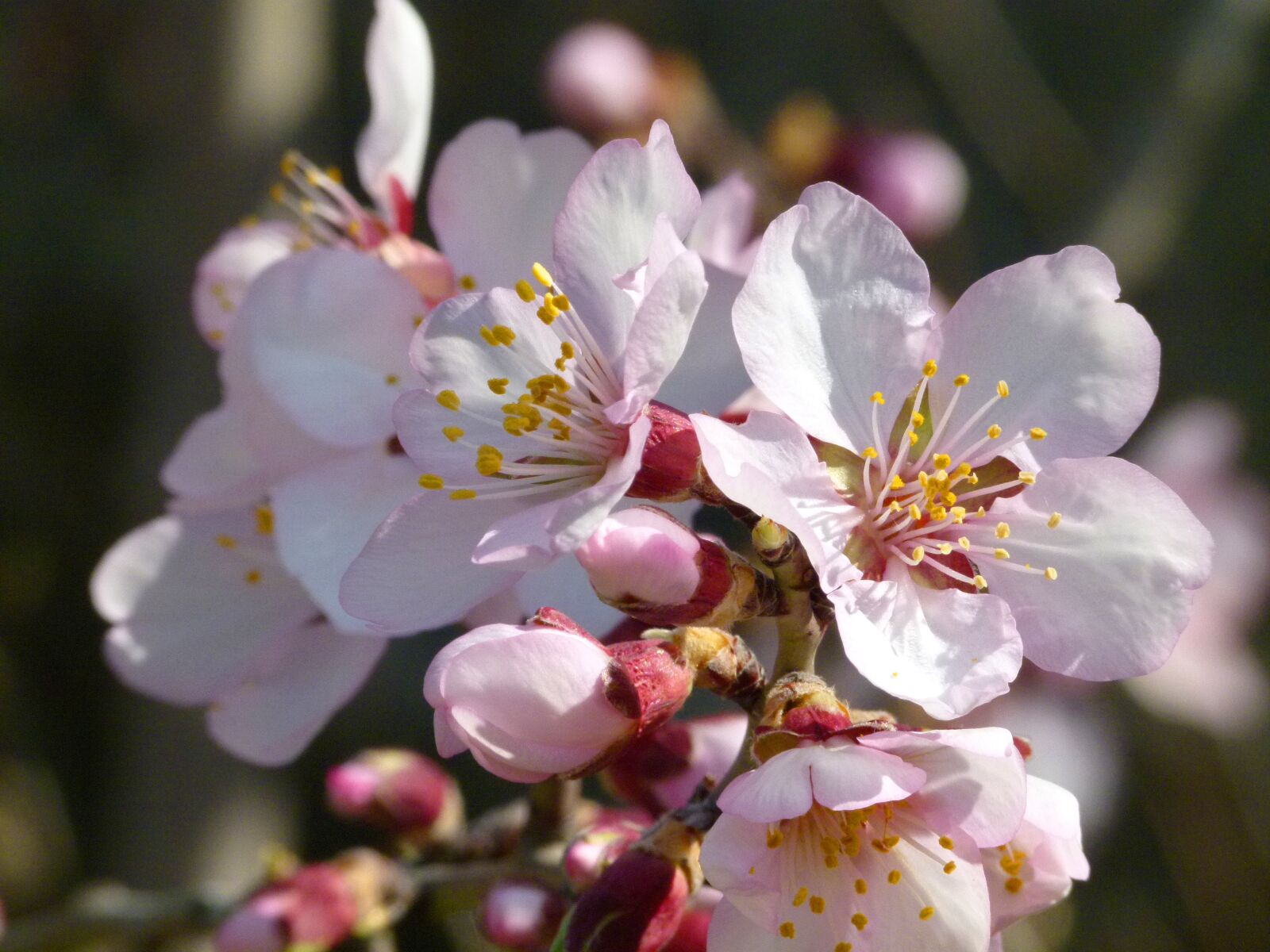 Leica V-Lux 2 sample photo. Almond tree, flower, knob photography