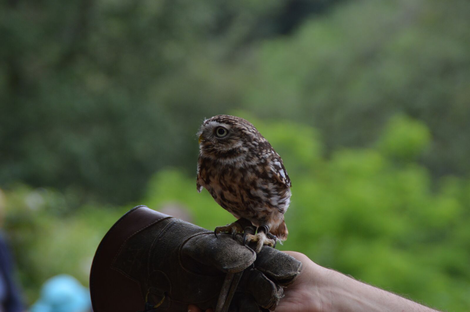 Nikon D3200 sample photo. Bird, owl, nature photography