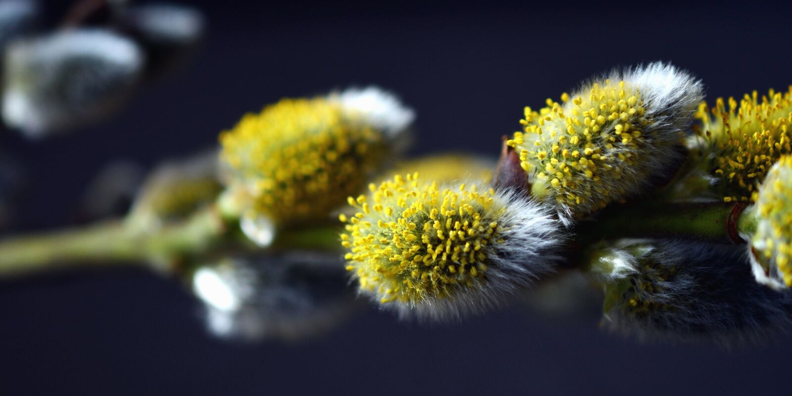 Nikon D5200 sample photo. Branch, nature, plant, flower photography
