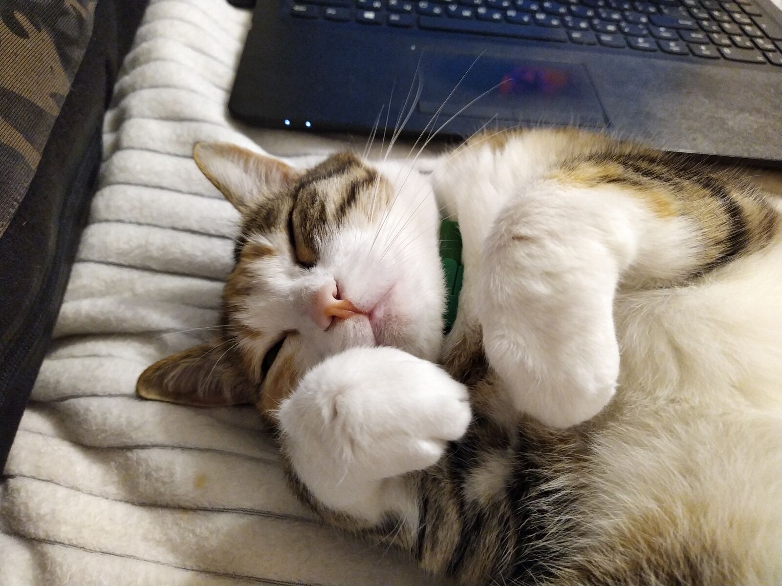 HMD Global Nokia 7.2 sample photo. Cat, feline, cute photography