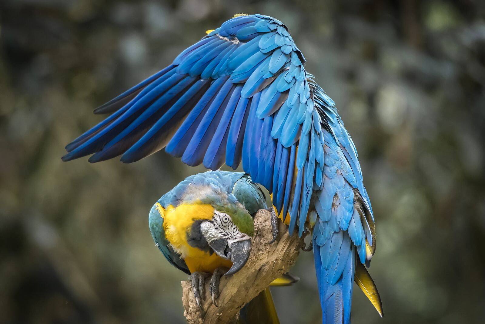 Nikon D500 sample photo. Birds, nature, pity photography