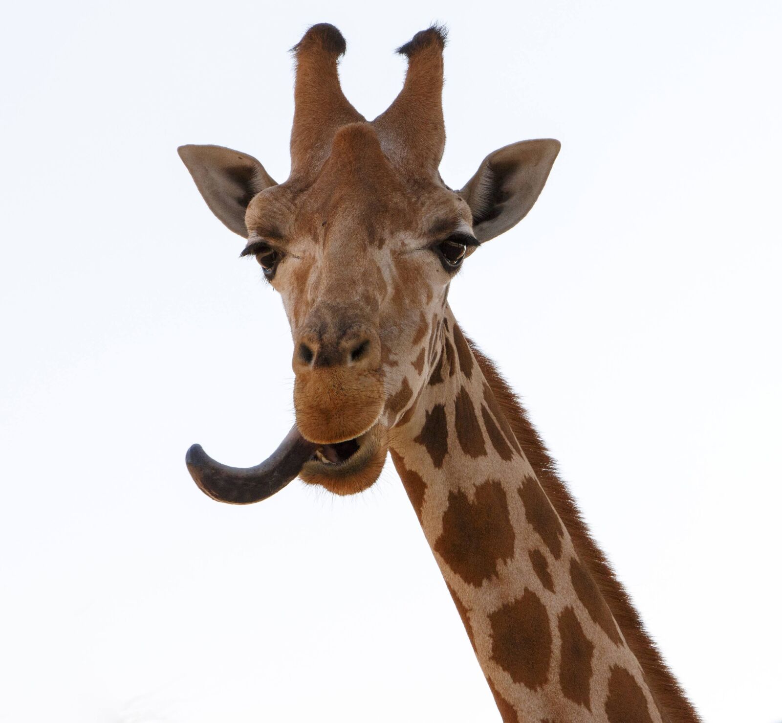 Canon EOS 70D sample photo. Giraffe, djungle, animals photography