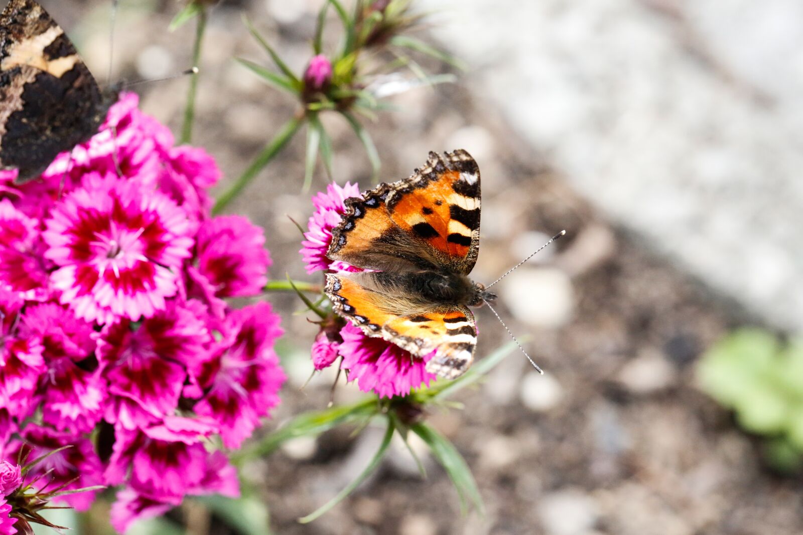 Canon EF 100mm F2.8L Macro IS USM sample photo. Butterfly, flower, nature photography