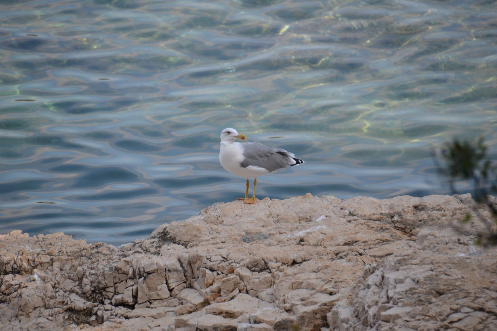 Nikon D3100 sample photo. Sea, water, seabird photography