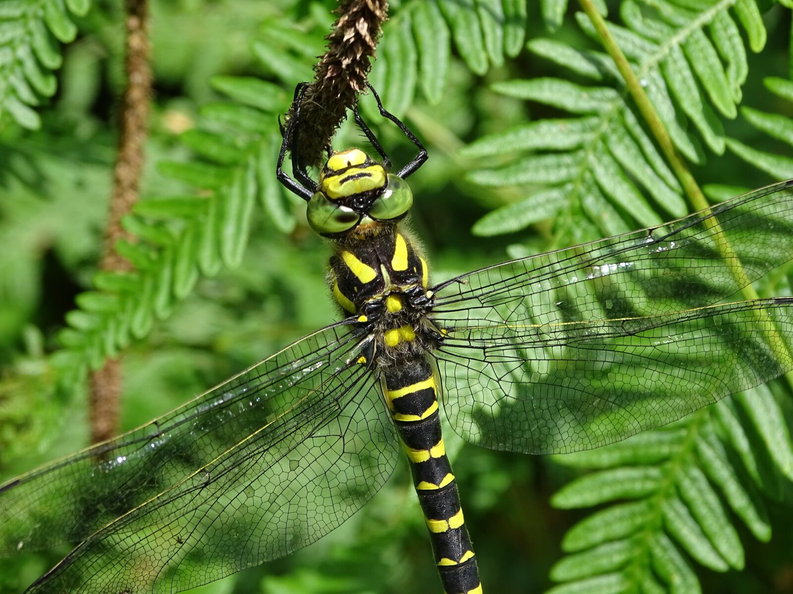 Sony Cyber-shot DSC-HX400V sample photo. Golden-ringed dragonfly, dragonfly, insect photography
