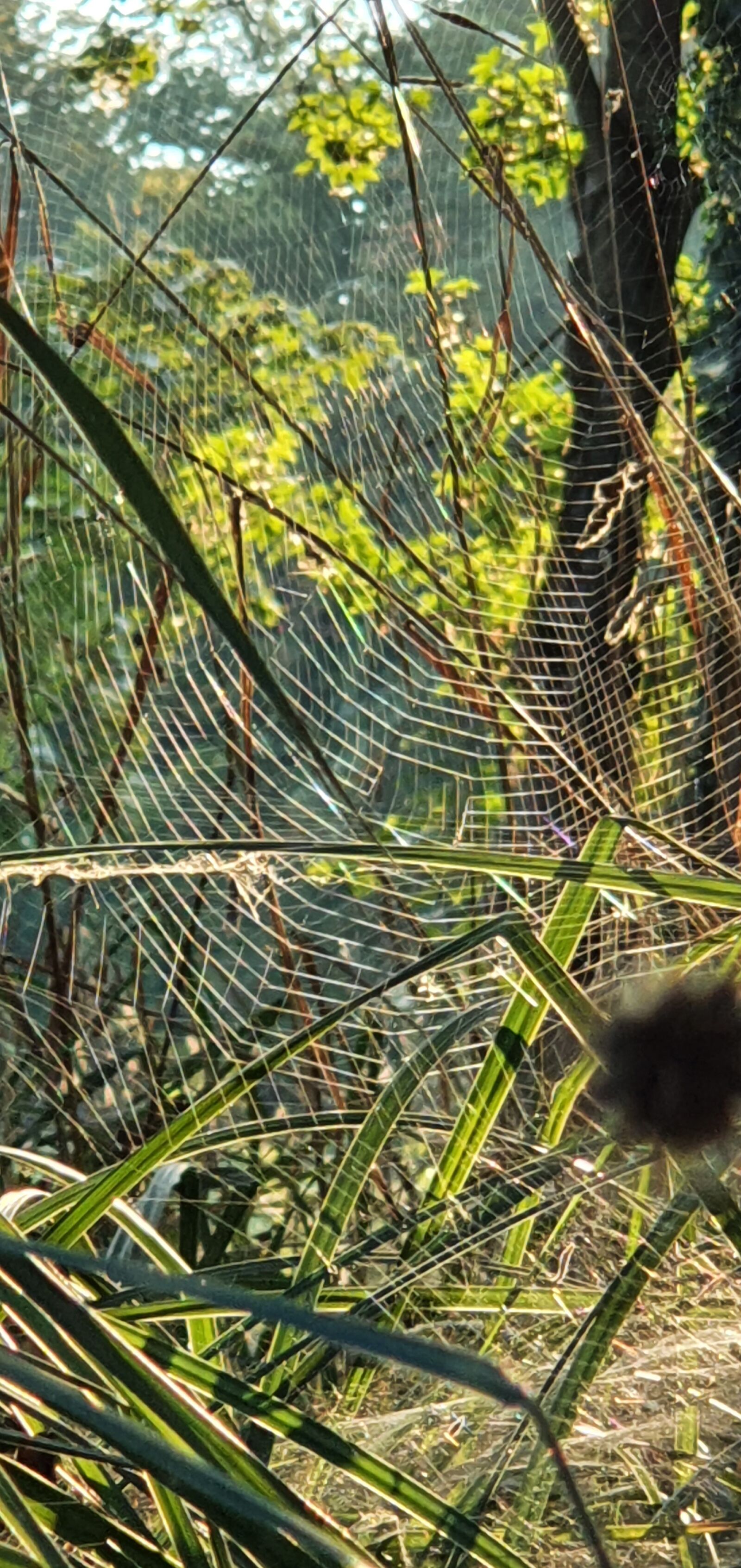Samsung SM-G975F sample photo. Cobweb, indian summer, nature photography