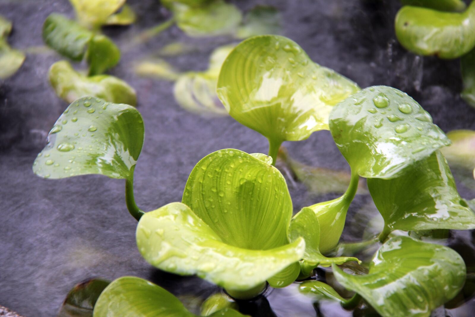 Canon EOS 550D (EOS Rebel T2i / EOS Kiss X4) sample photo. Flower, rain, water photography