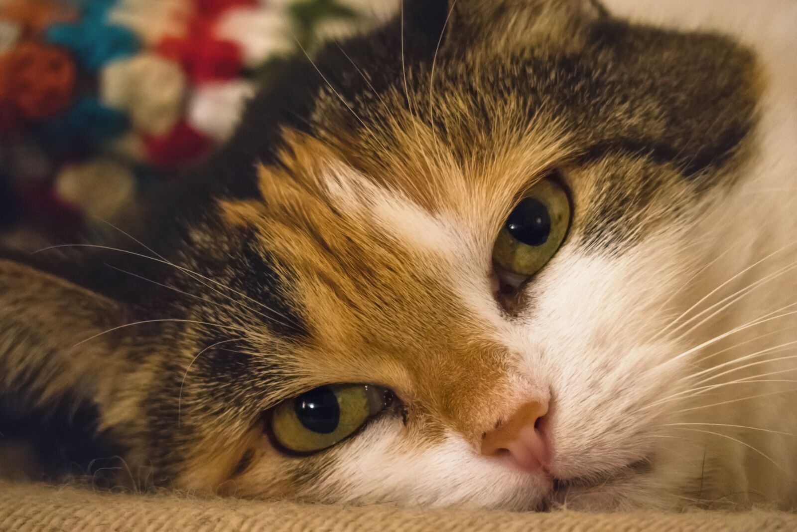 Canon PowerShot G3 X sample photo. Cat, cat's eyes, contact photography