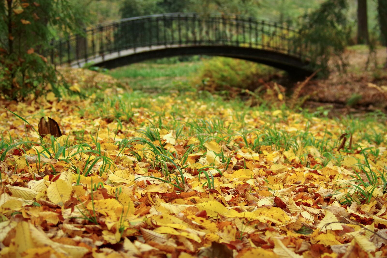 Pentax K-S2 sample photo. Autumn leaves, nature, leaf photography