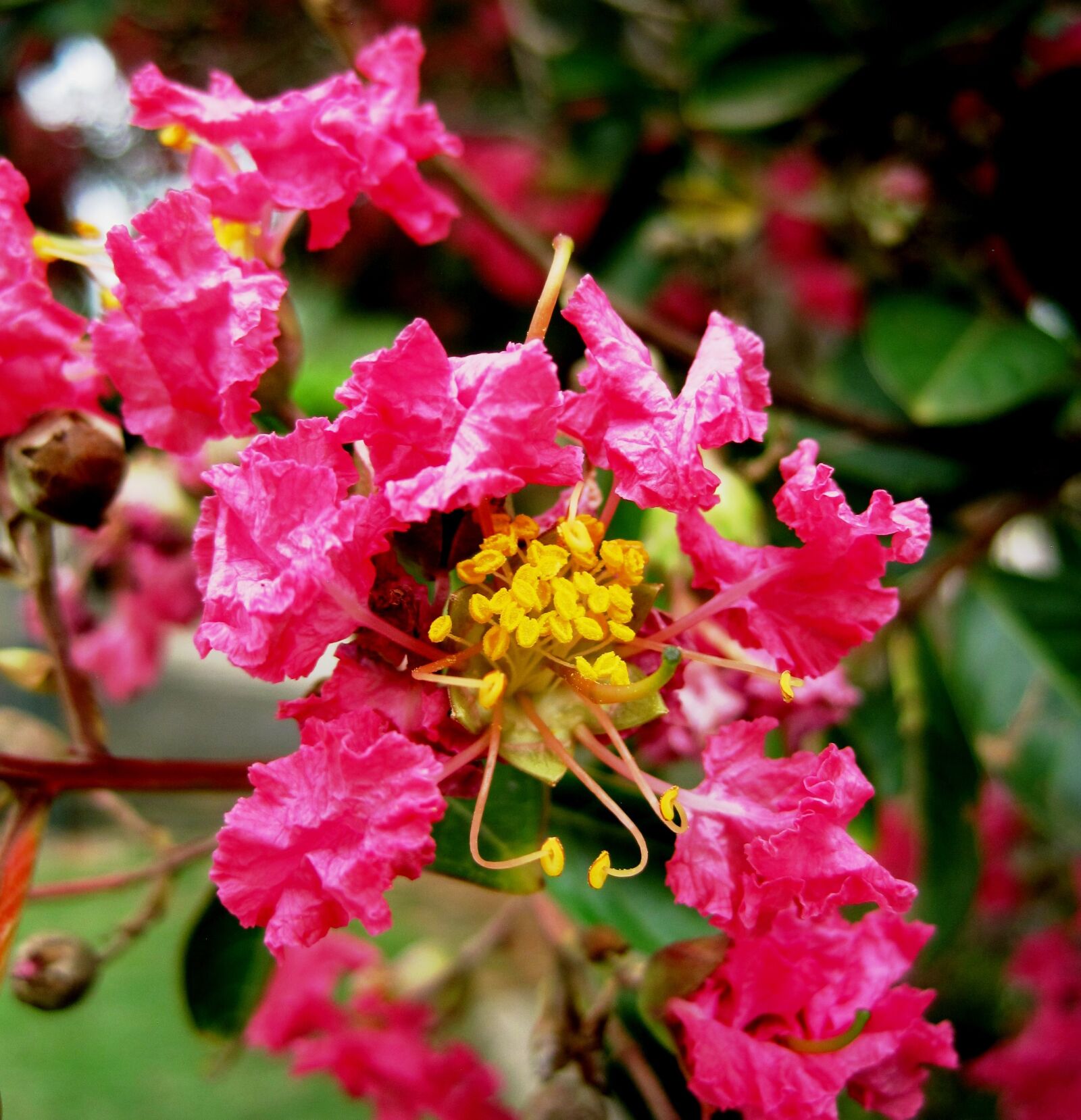 Canon PowerShot SD1200 IS (Digital IXUS 95 IS / IXY Digital 110 IS) sample photo. Pride of india, flowers photography