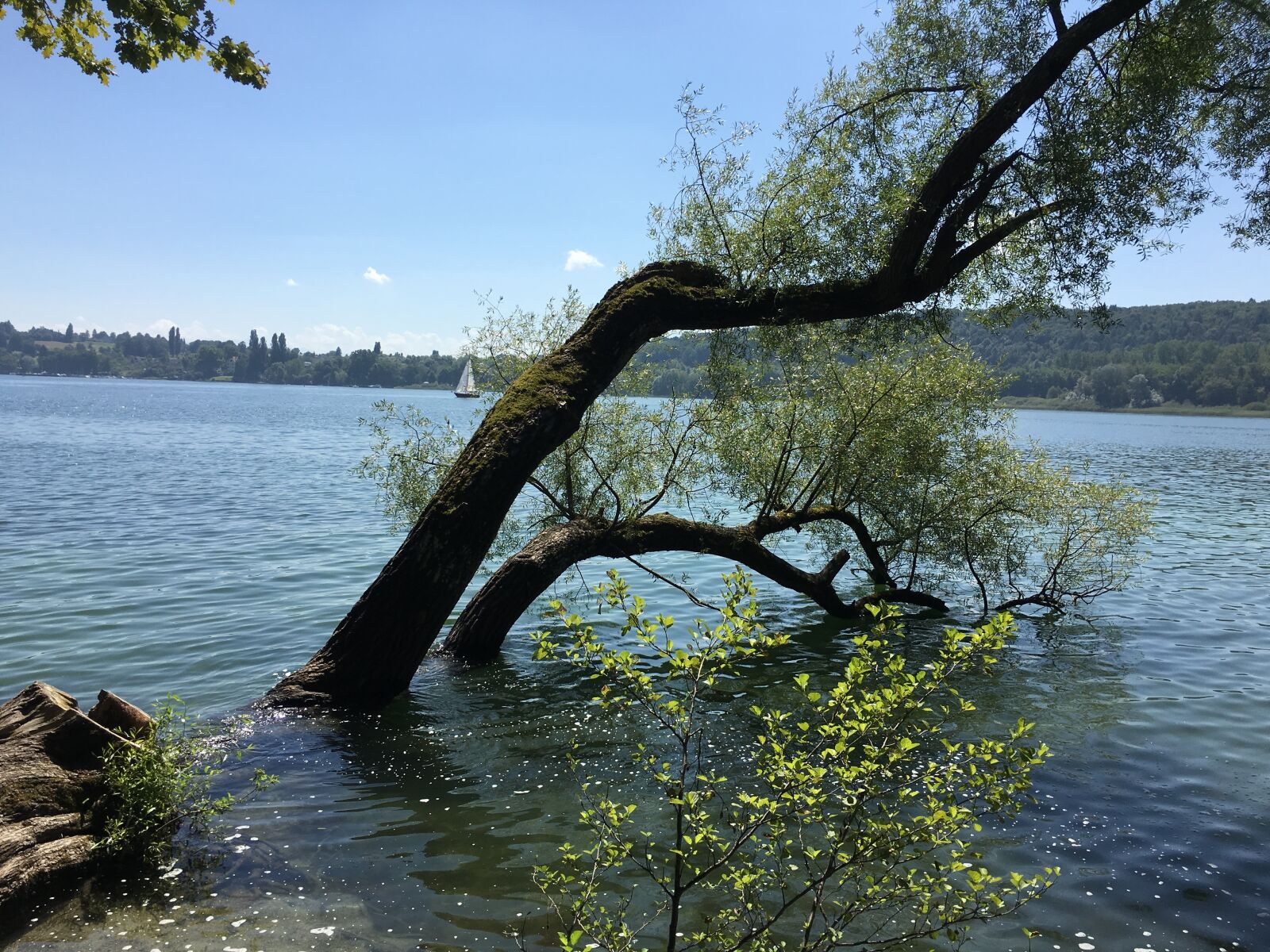 Apple iPhone 6s sample photo. Lake constance, summer, mainau photography