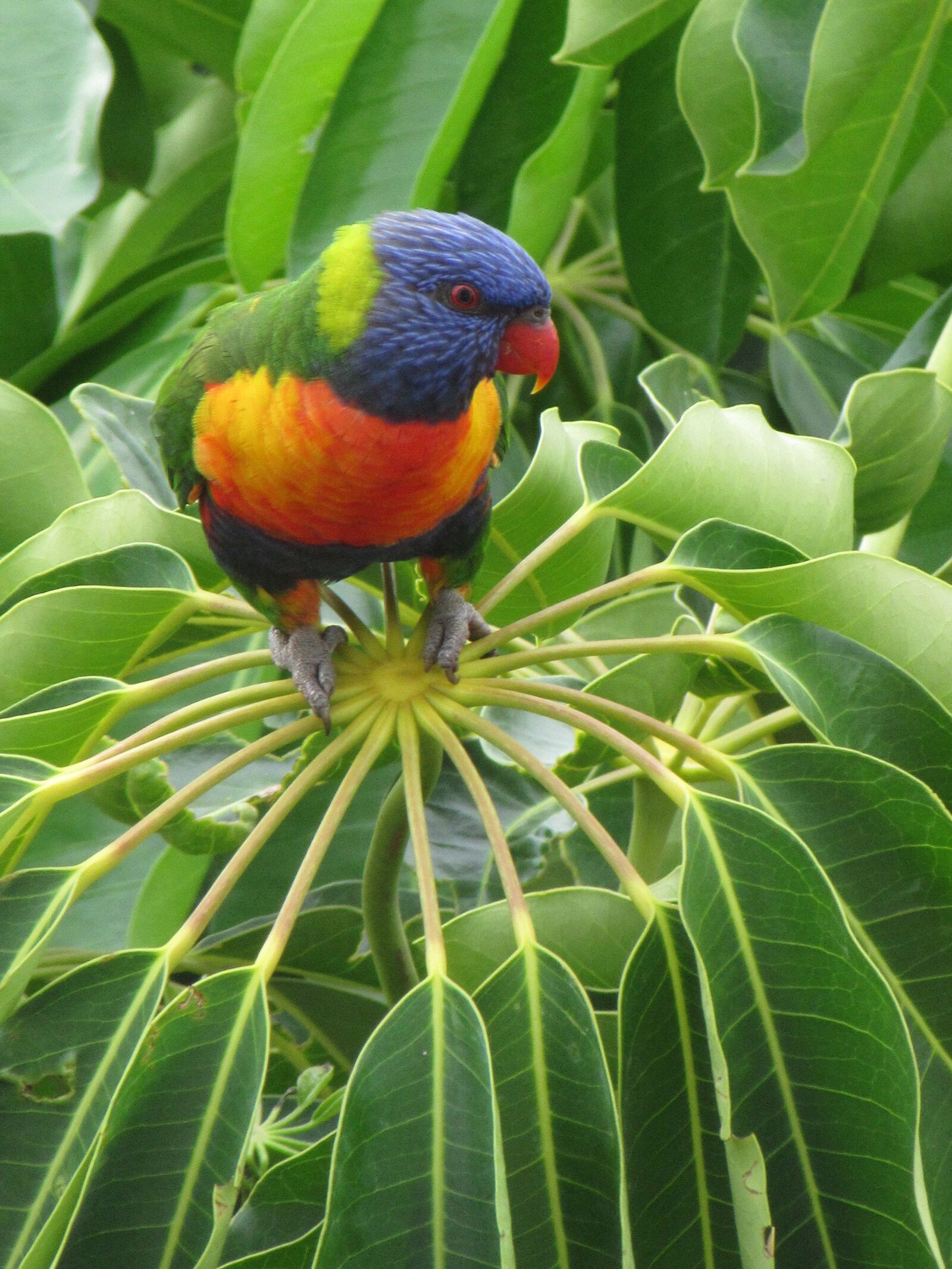Canon PowerShot SX610 HS sample photo. Lorikeet, bird, beauty photography