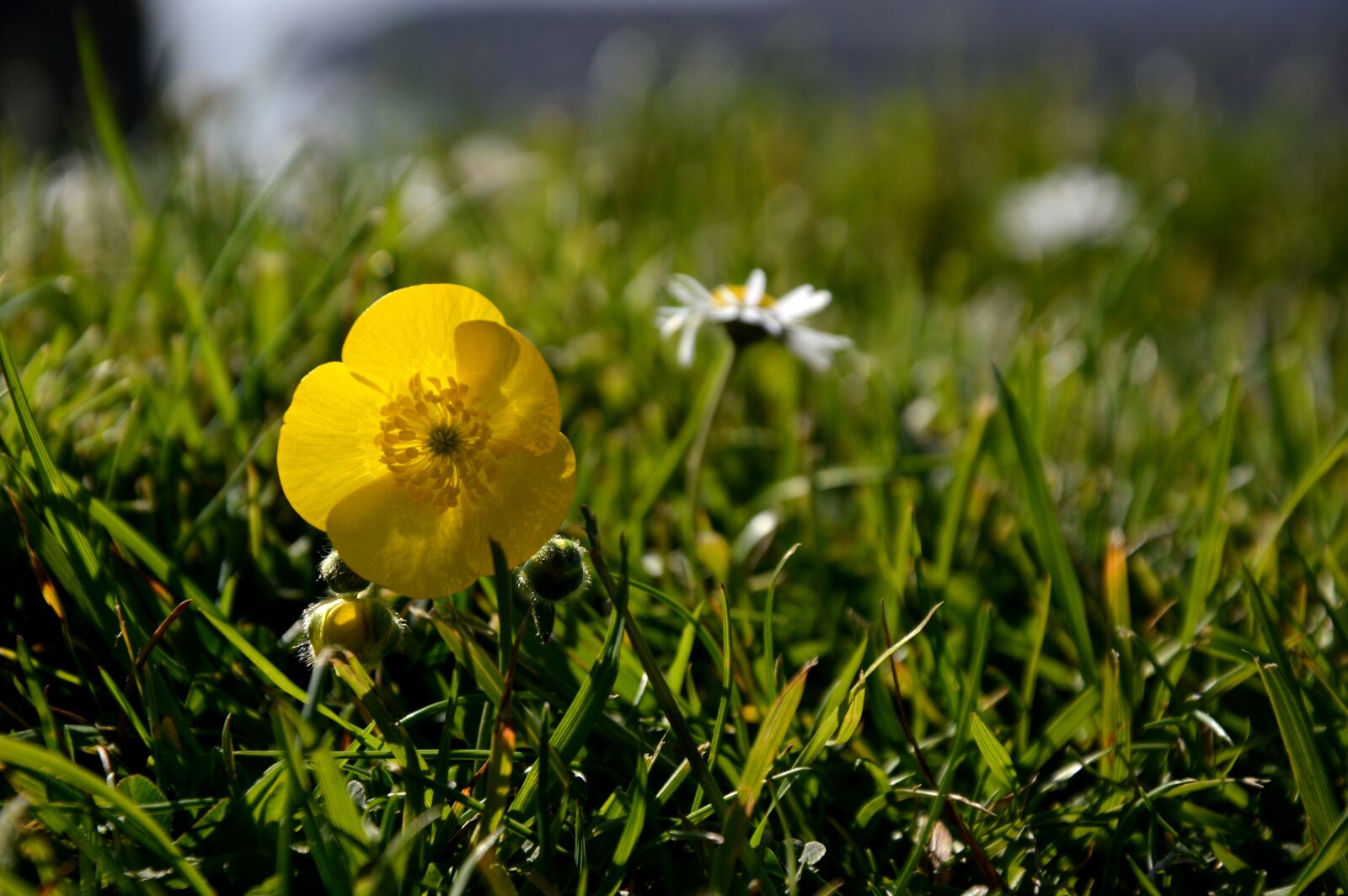 Nikon D3200 sample photo. Blossom, bloom, meadow photography