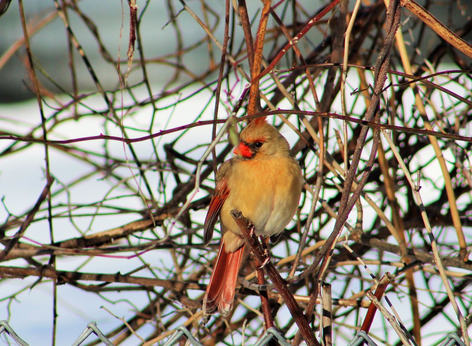 Canon EF 75-300mm f/4-5.6 sample photo. Birds, female, cardinal, northern photography