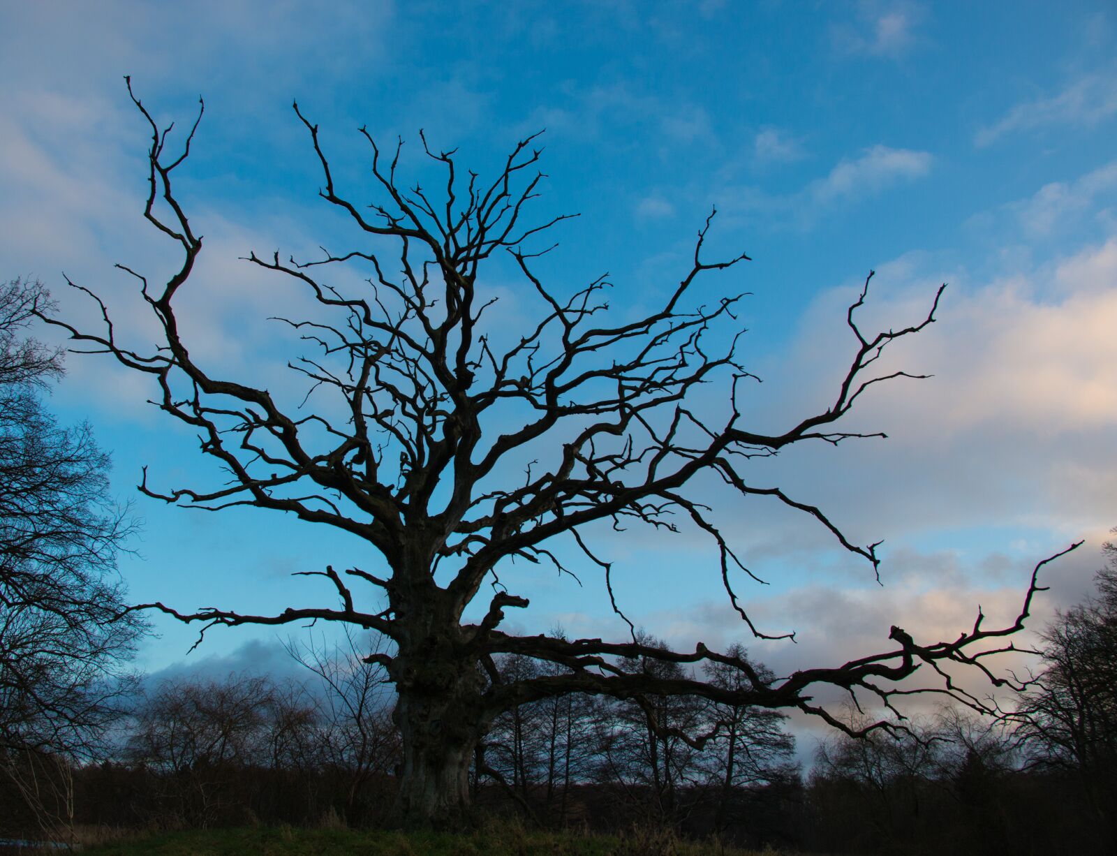 Canon EOS 70D sample photo. Nature, park, tree photography
