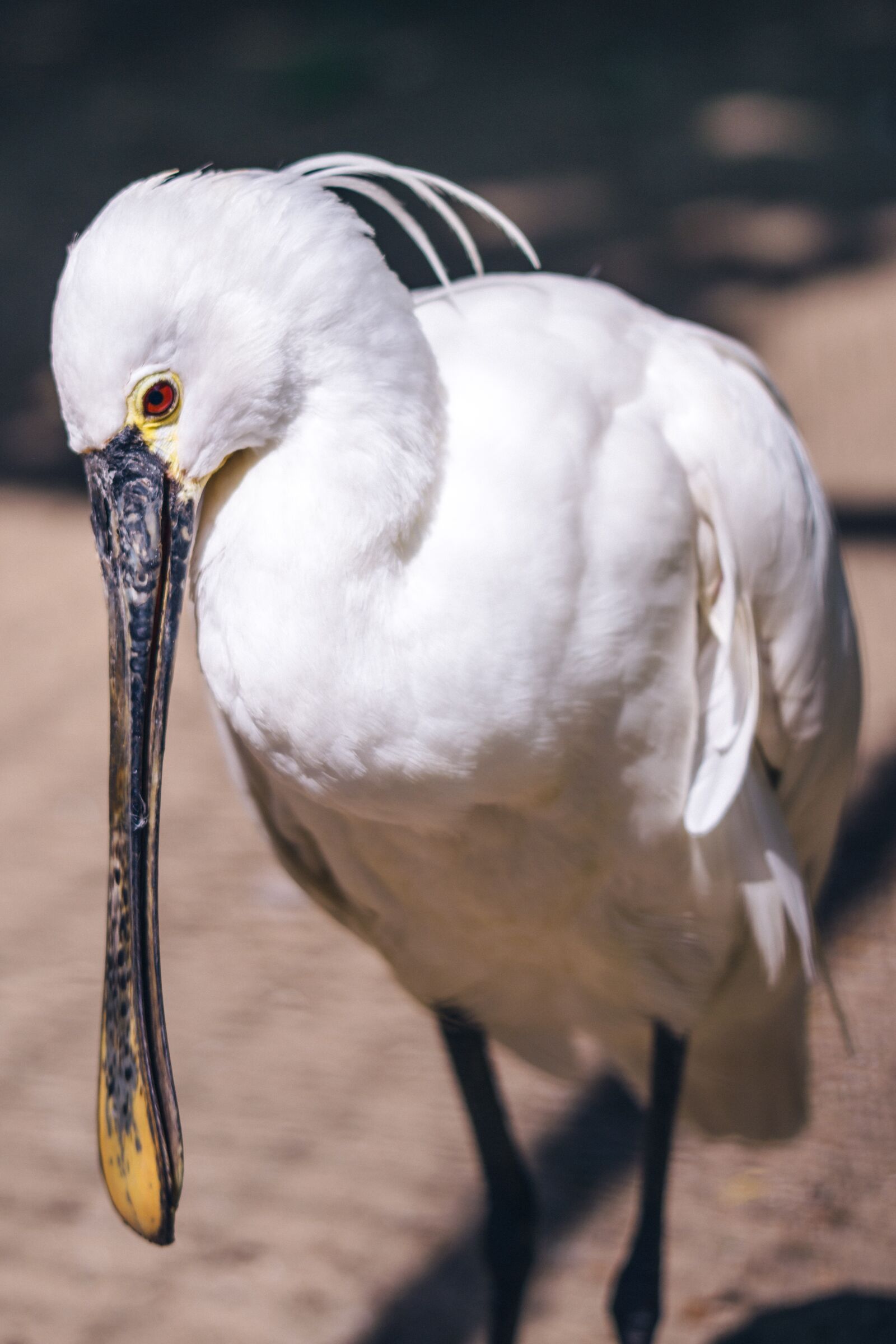 Nikon D800 sample photo. White bird, zoo, cage photography