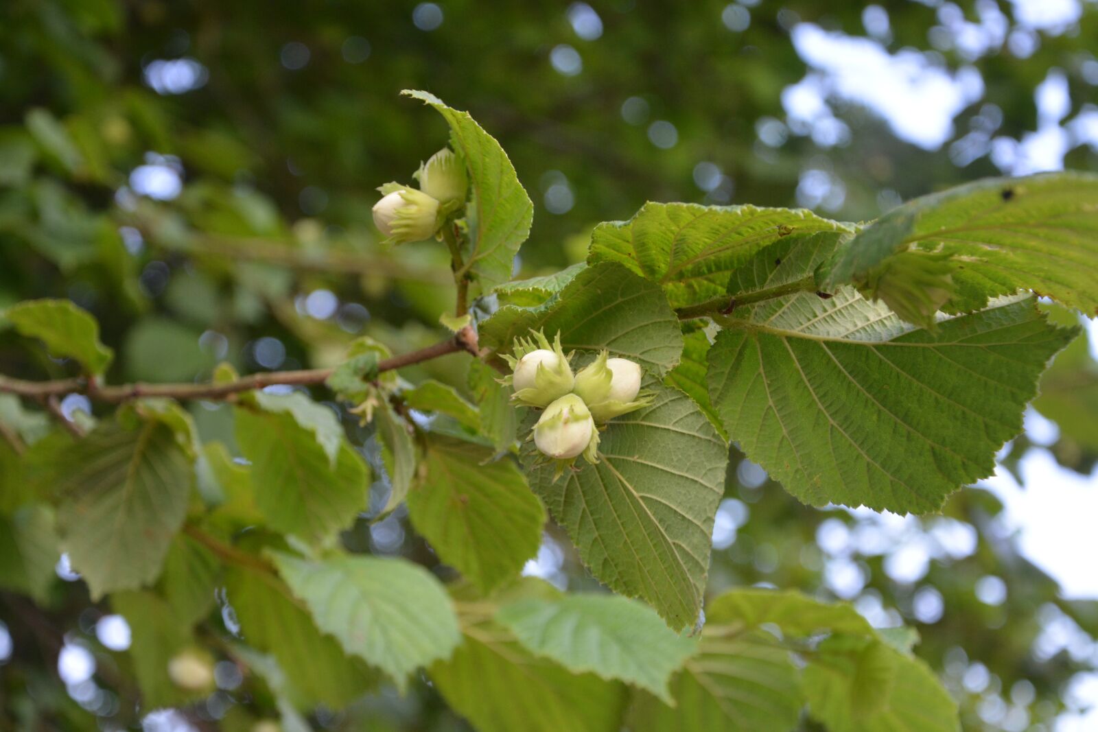 Nikon D5200 sample photo. Hazelnuts, hazel, leaves photography