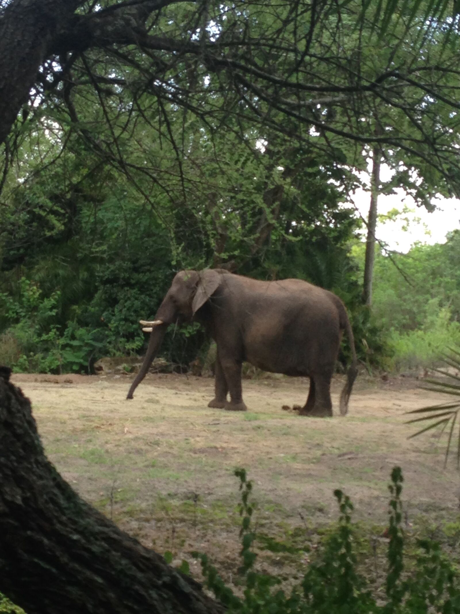 iPhone 5 back camera 4.12mm f/2.4 sample photo. Trees, elephants, shrubs photography