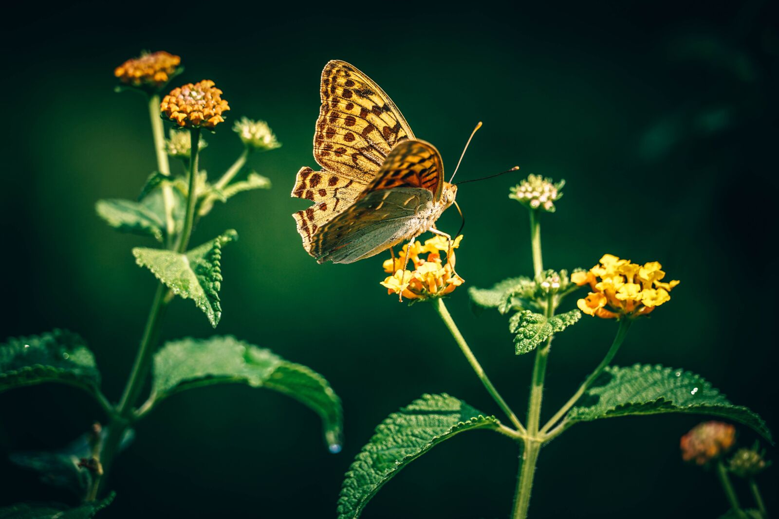 Sony a7 II + Sony FE 24-240mm F3.5-6.3 OSS sample photo. Bloom, blossom, butterfly photography