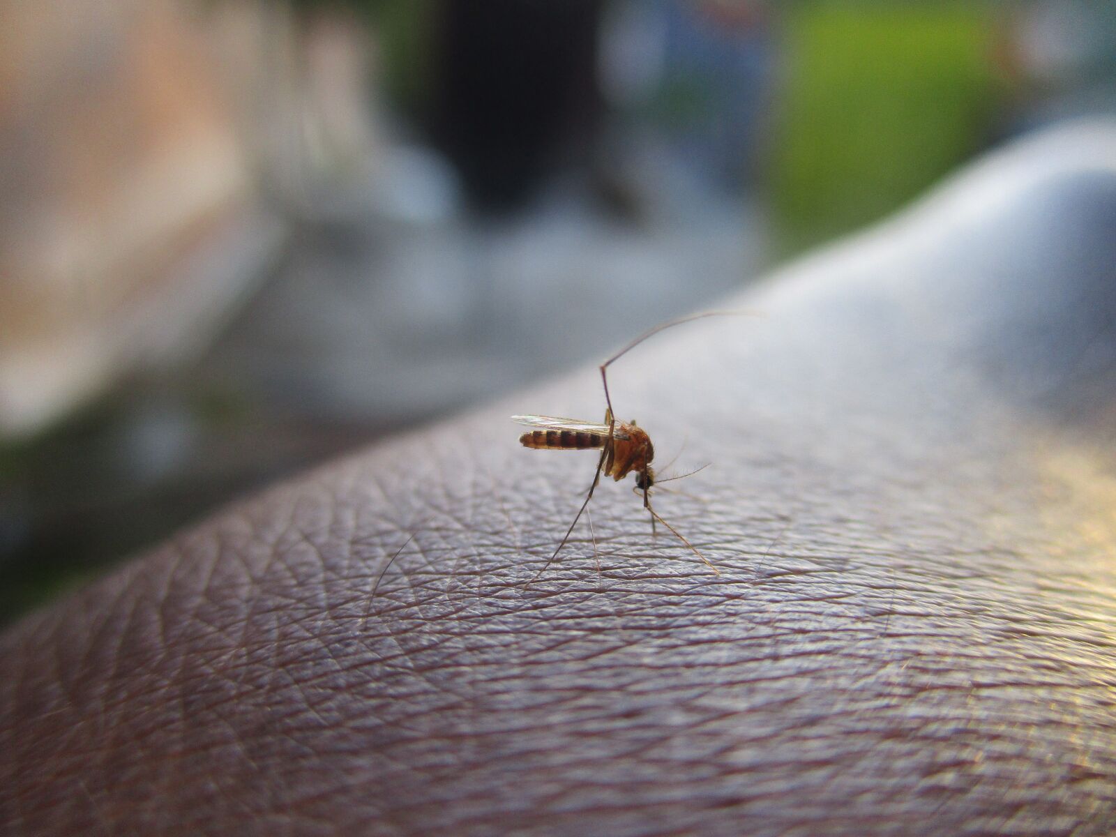 Canon PowerShot ELPH 160 (IXUS 160 / IXY 150) sample photo. Mosquito, insect, dengue photography