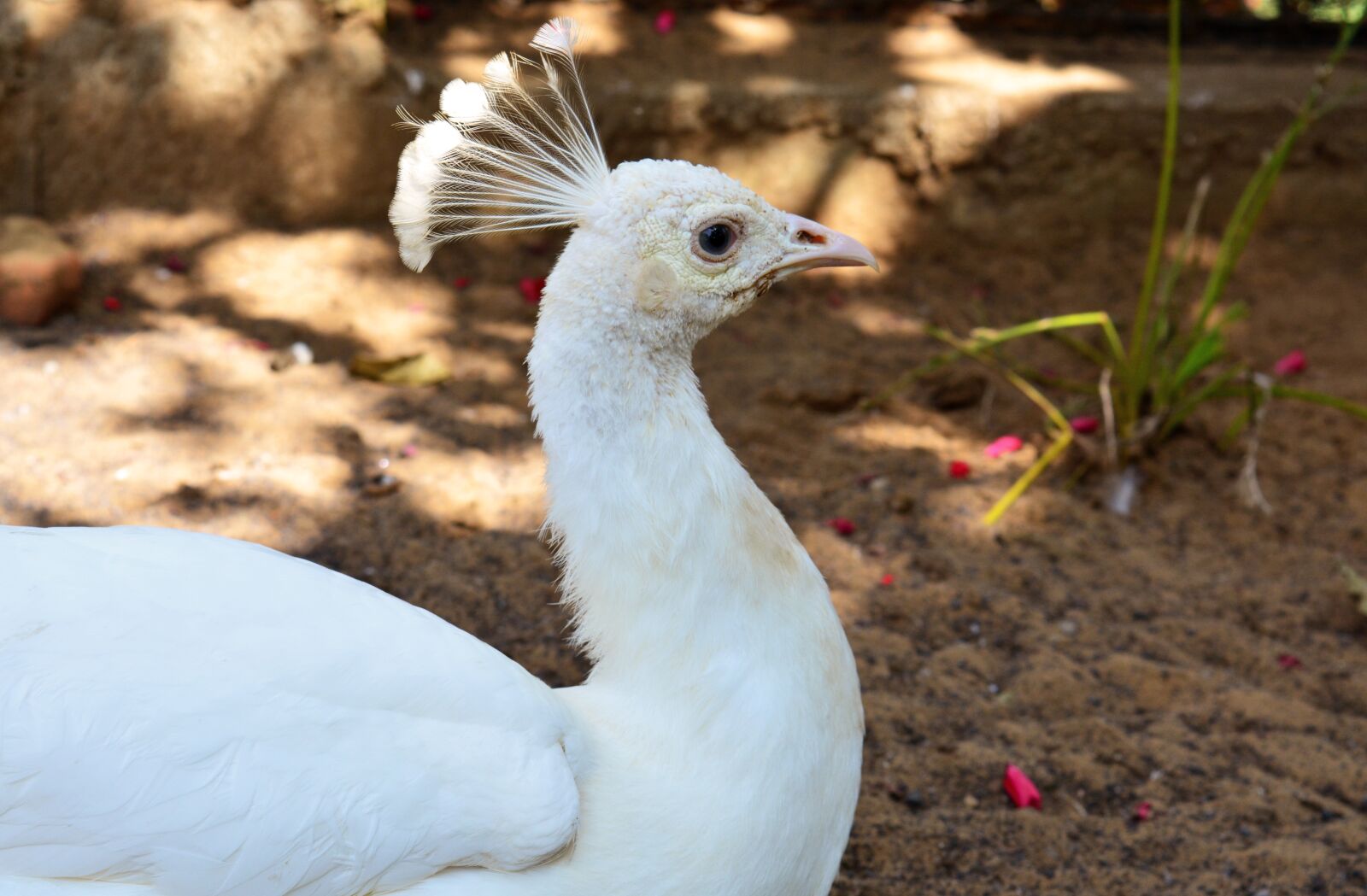 Nikon D5200 sample photo. Peacock, white, bird photography