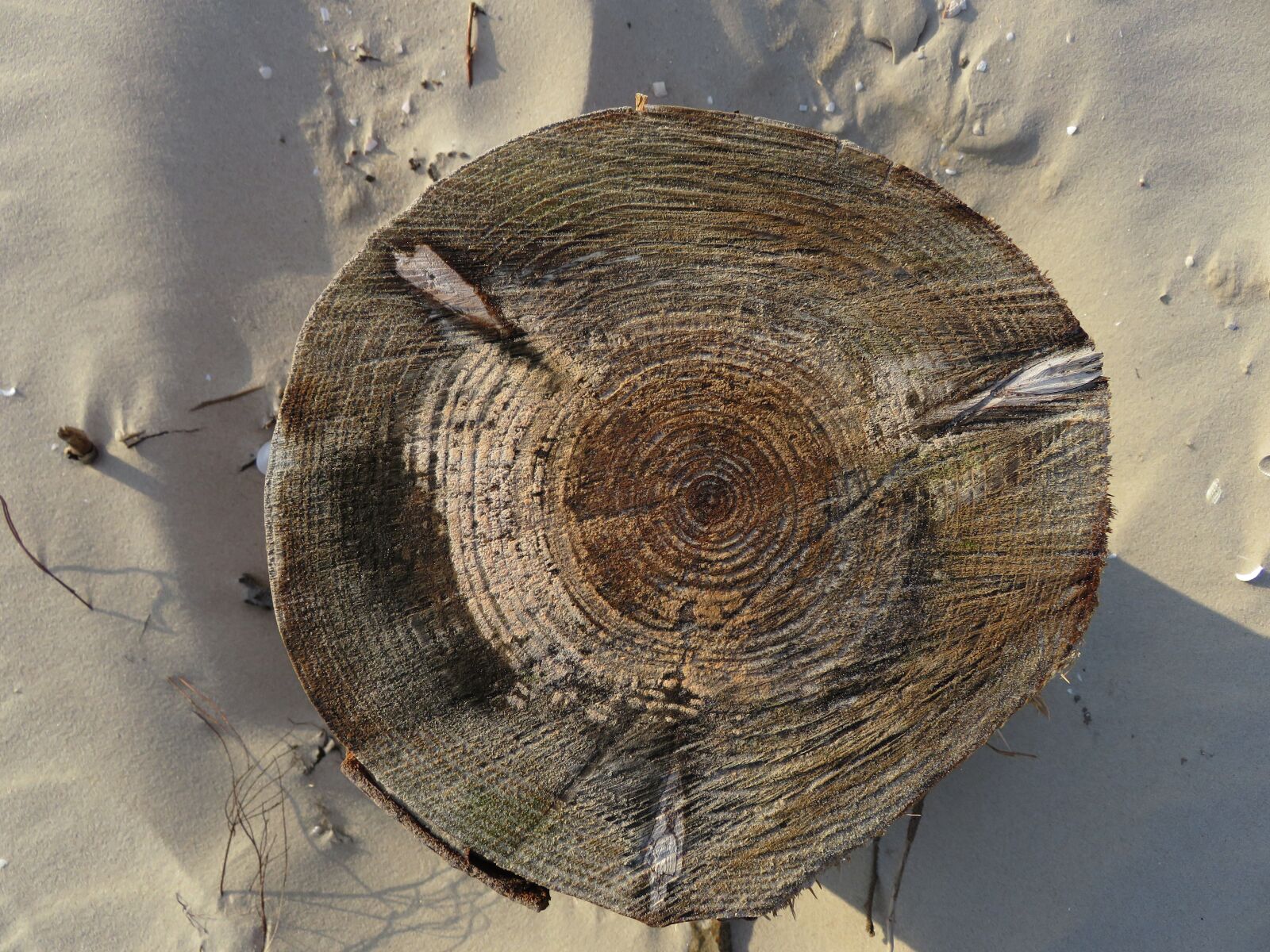 Canon PowerShot SX710 HS sample photo. Annual rings, tree, sand photography