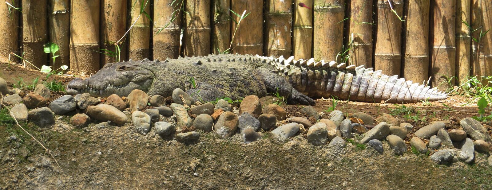 Canon PowerShot SX50 HS sample photo. Nature, animal, crocodile photography
