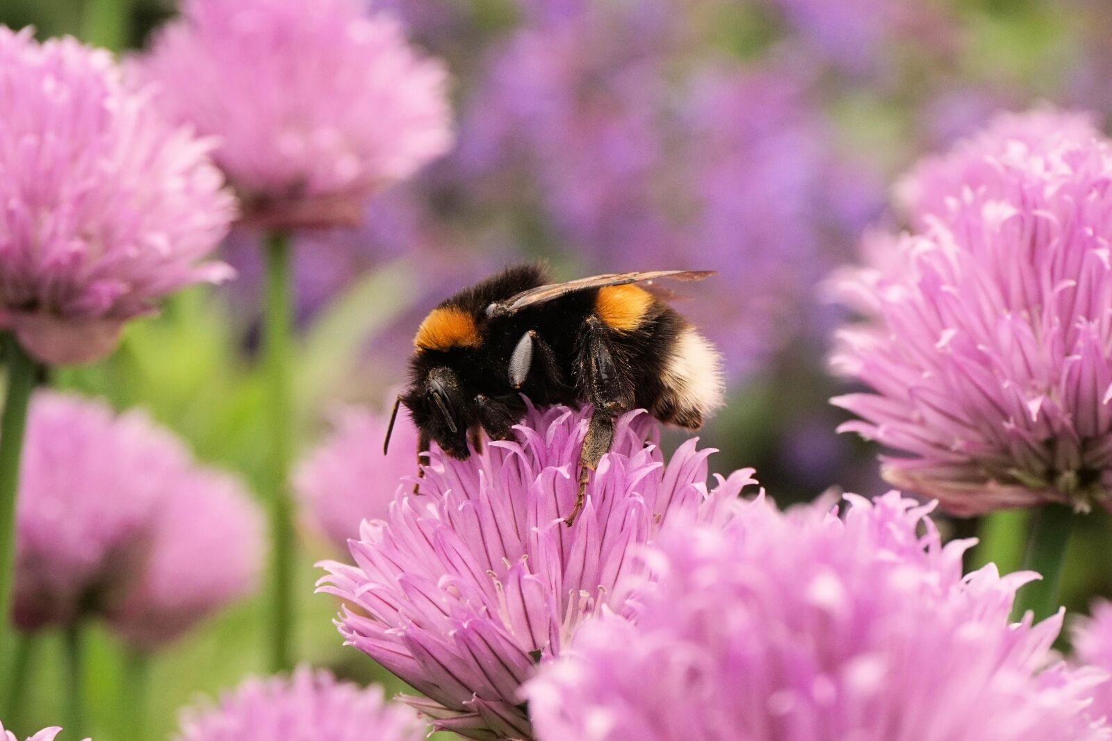 Sony a6000 sample photo. Hummel, insect, animal photography