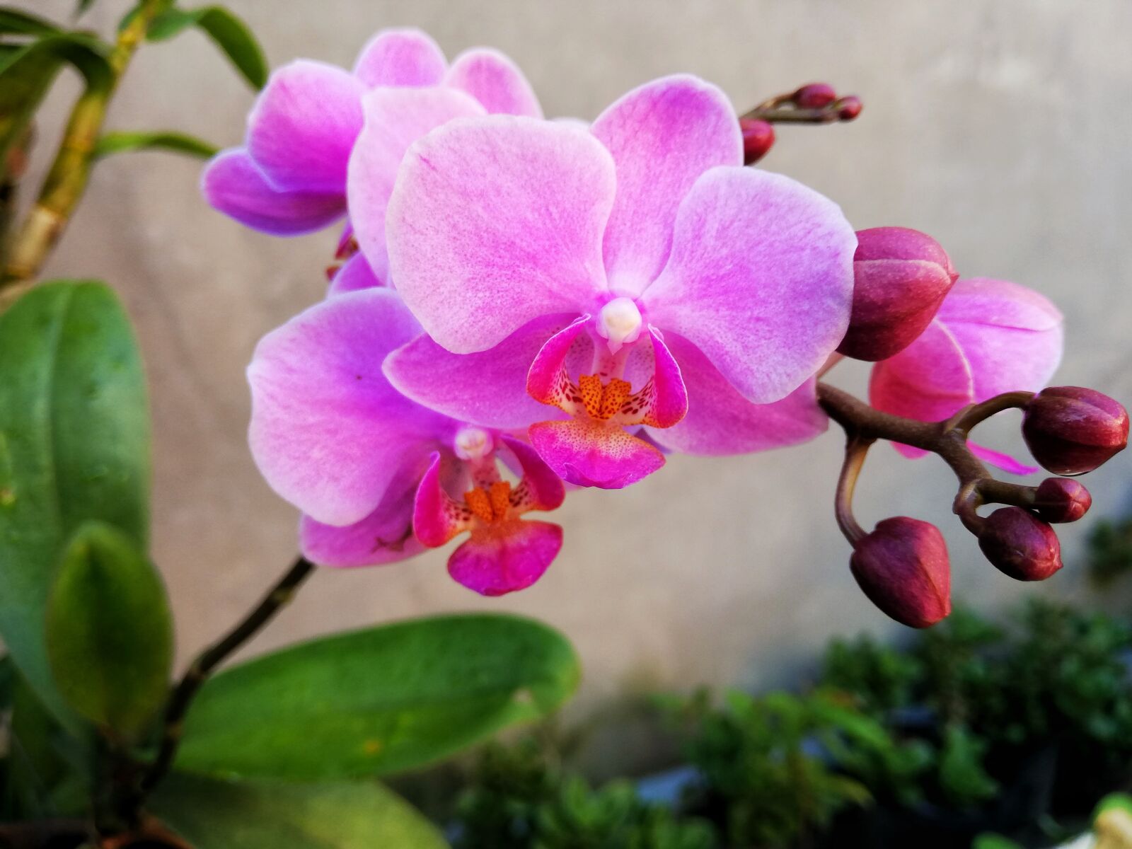HUAWEI P20 lite sample photo. Orchids, natural, flaunted photography