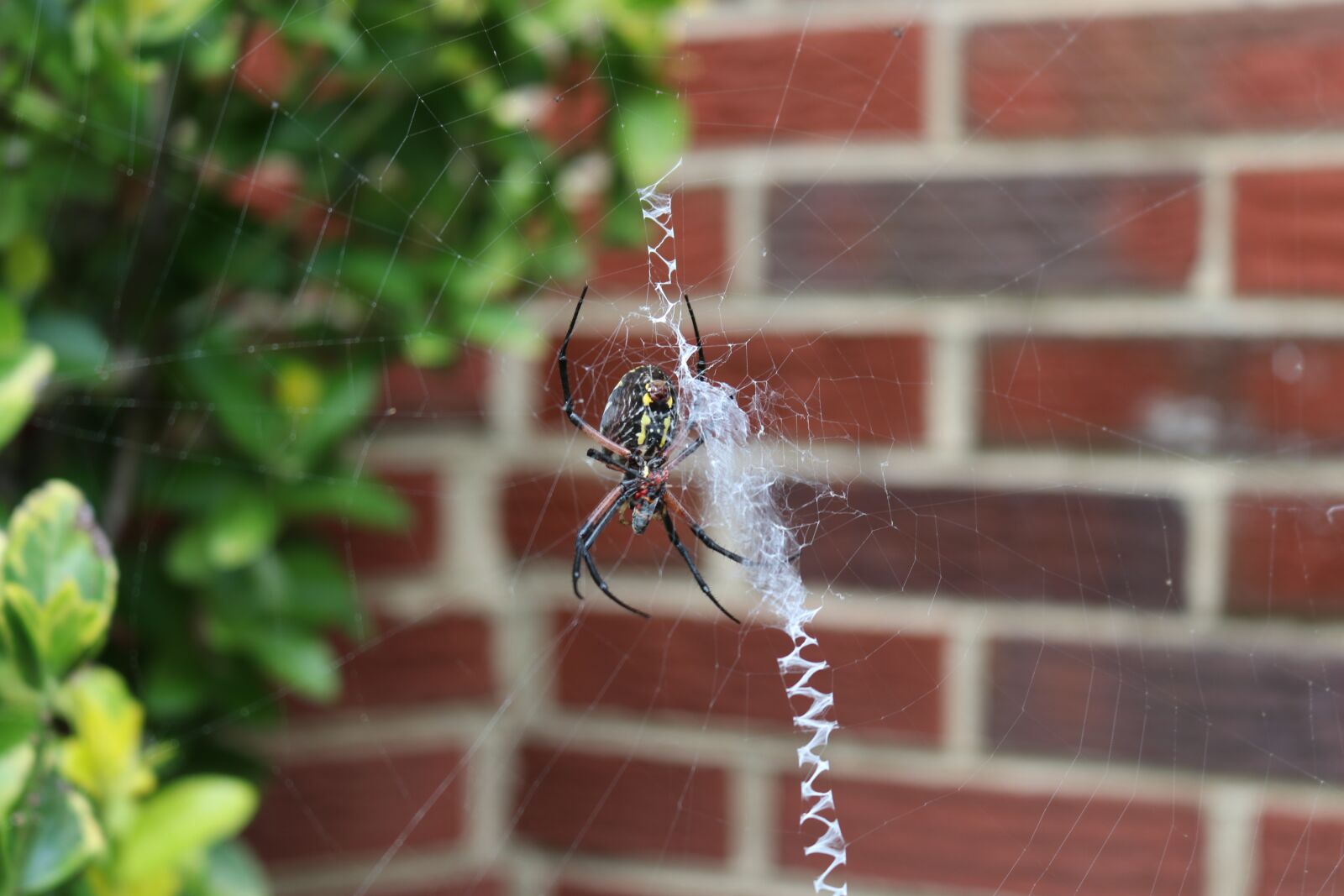 Canon EOS 80D sample photo. Spider, cobweb, nature photography