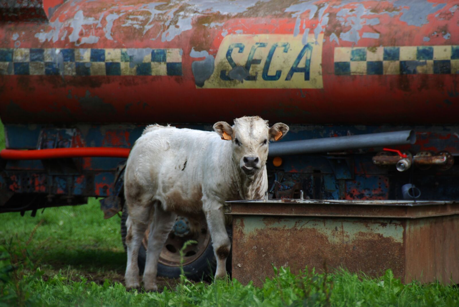 Nikon D80 sample photo. Cow, nature, agriculture photography