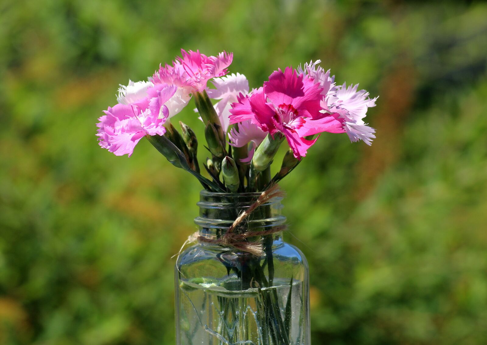 Canon EOS 1200D (EOS Rebel T5 / EOS Kiss X70 / EOS Hi) sample photo. Cloves, flowers, pink photography