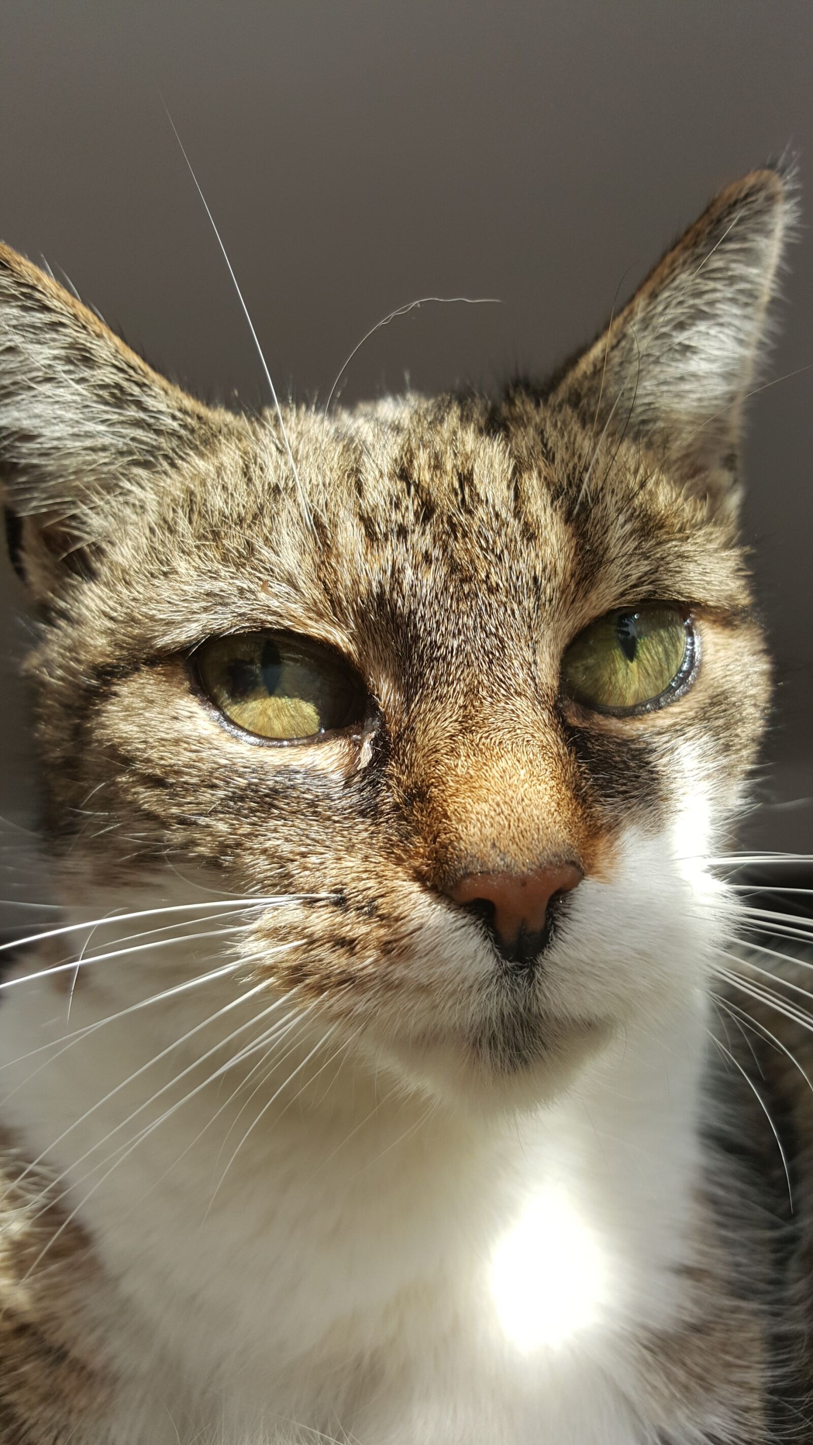 Samsung Galaxy S6 sample photo. Cat, animals, domestic cat photography